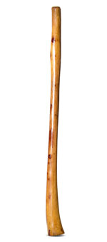 Gloss Finish Flared Didgeridoo (TW1122)